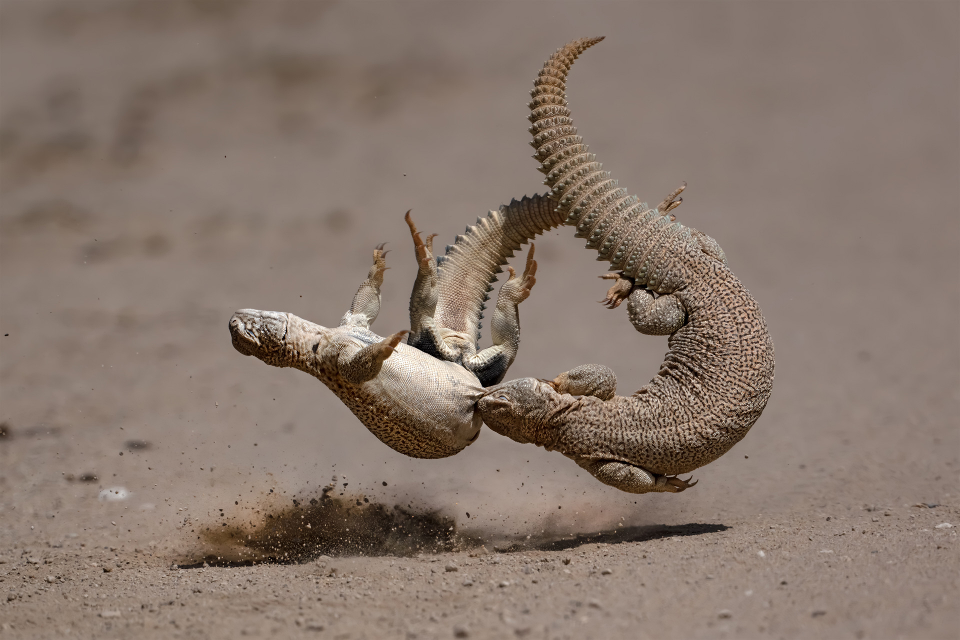 mid-air fight between two lizards