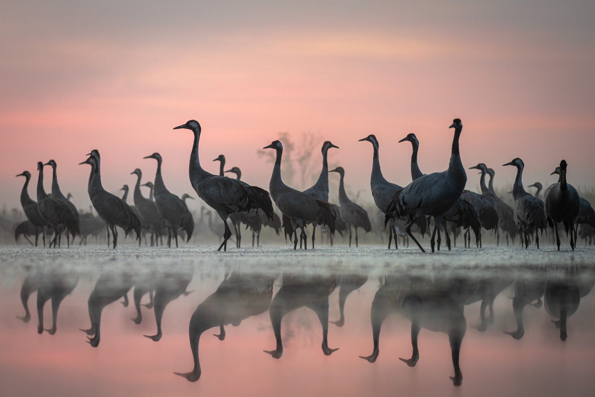 dozens of cranes reflected in still water against a sunrise sky