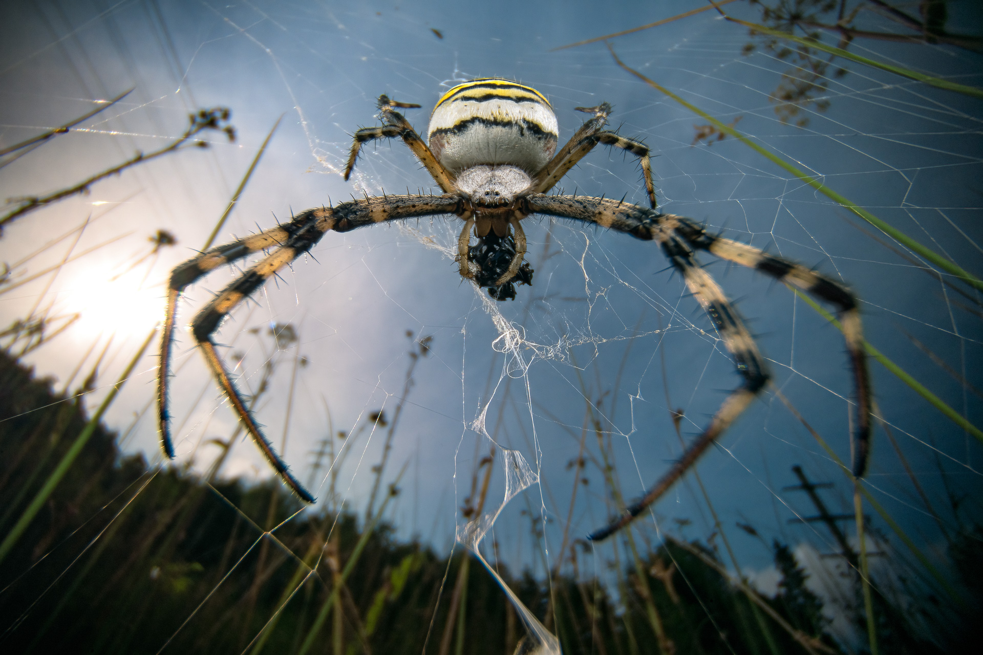 a large, striped spider captured from below