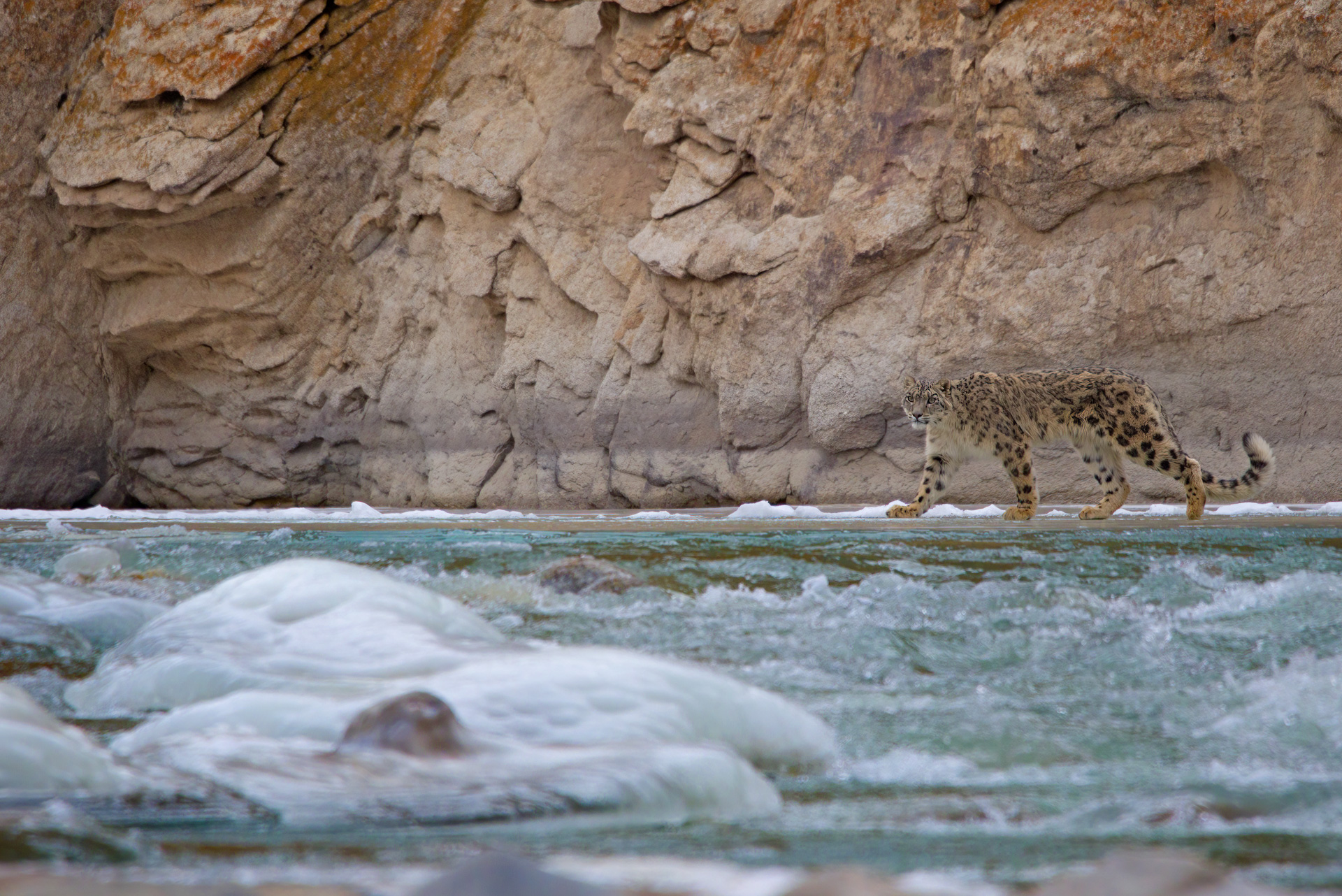 a snow leopard look at icy waters