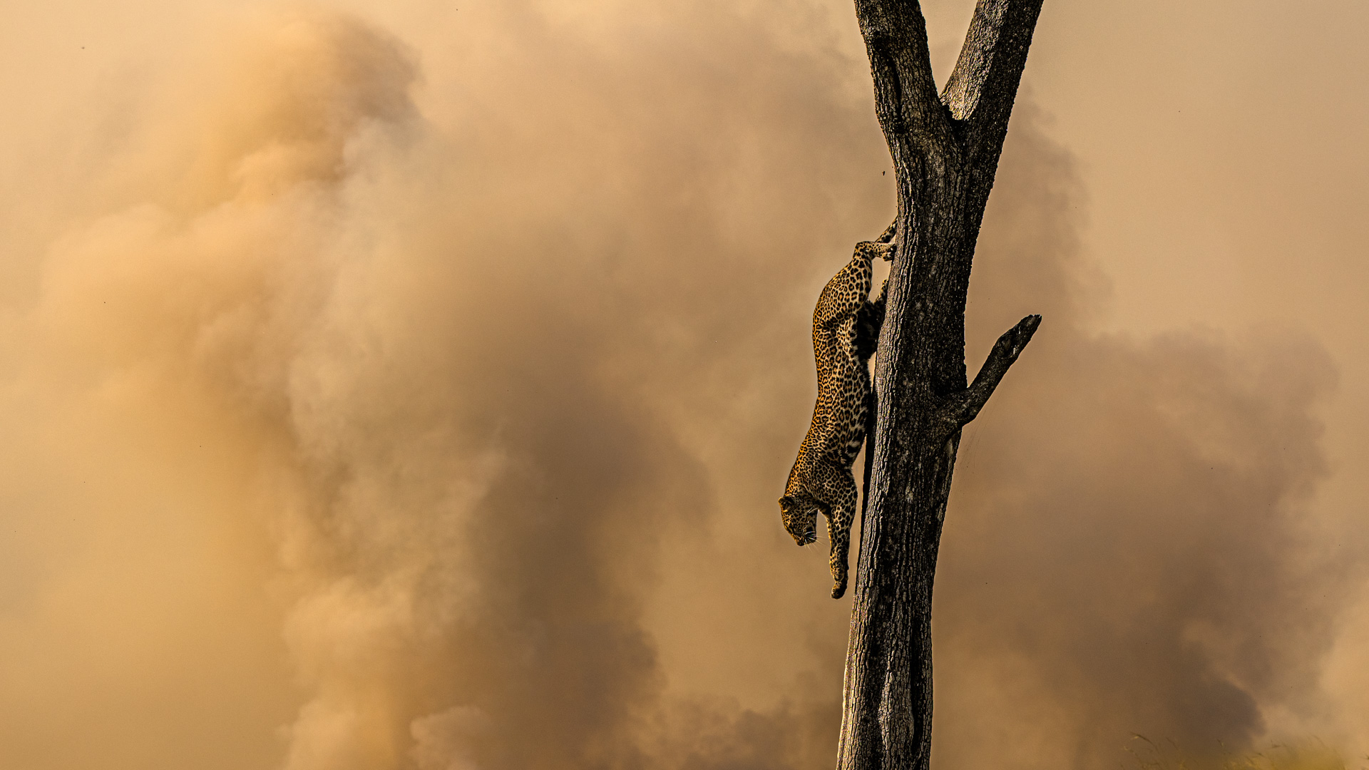 a female leopard descends from a tree