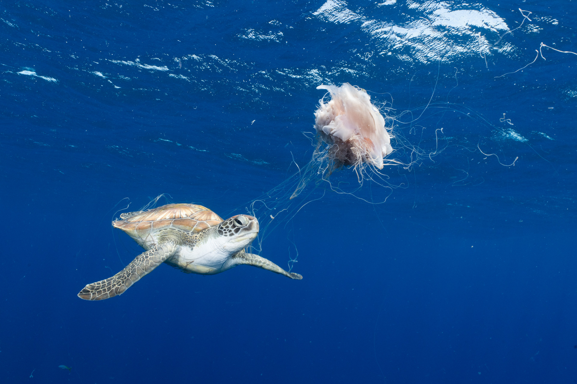 a sea turtle swims through a jellyfish's tentacles 