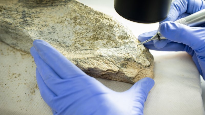 Blue gloved hands using tool on animal bone relic