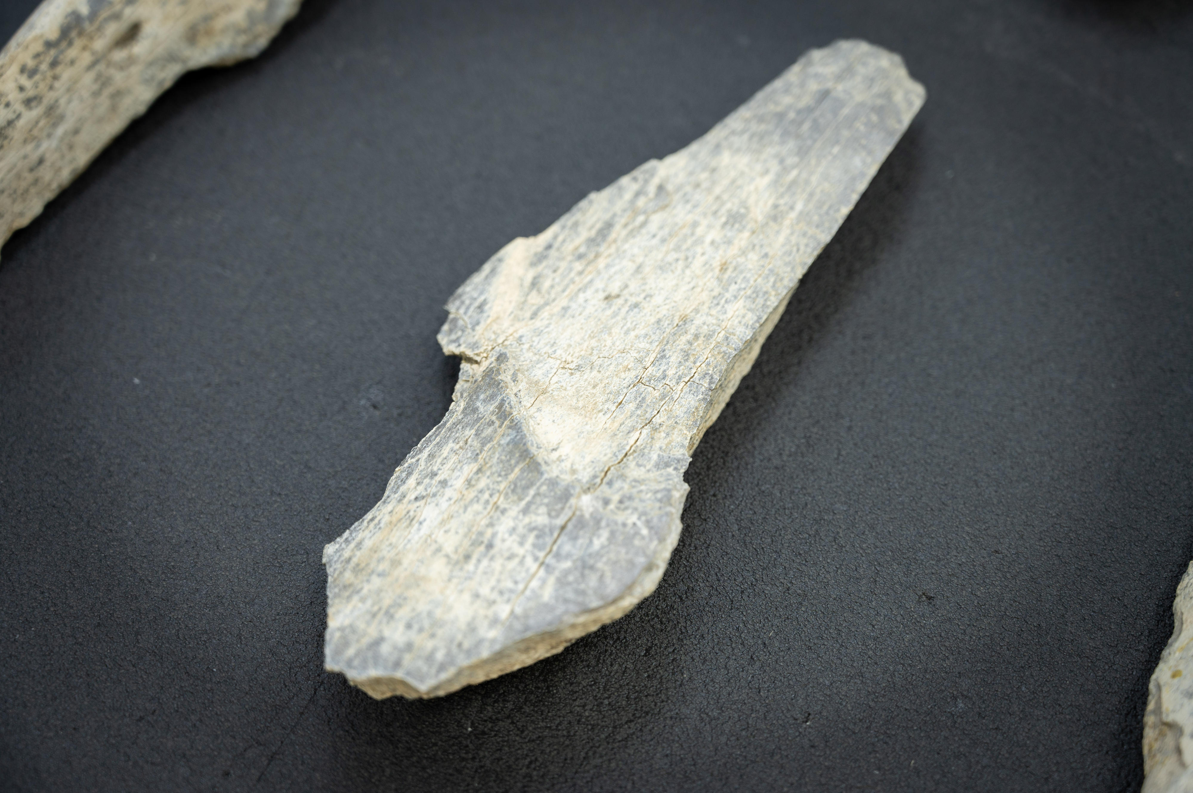 Animal bone fragment on table