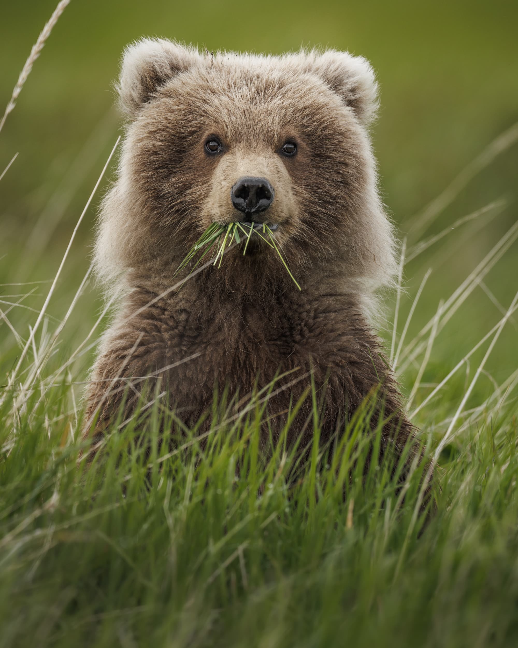 a bear with a mouthful of grass