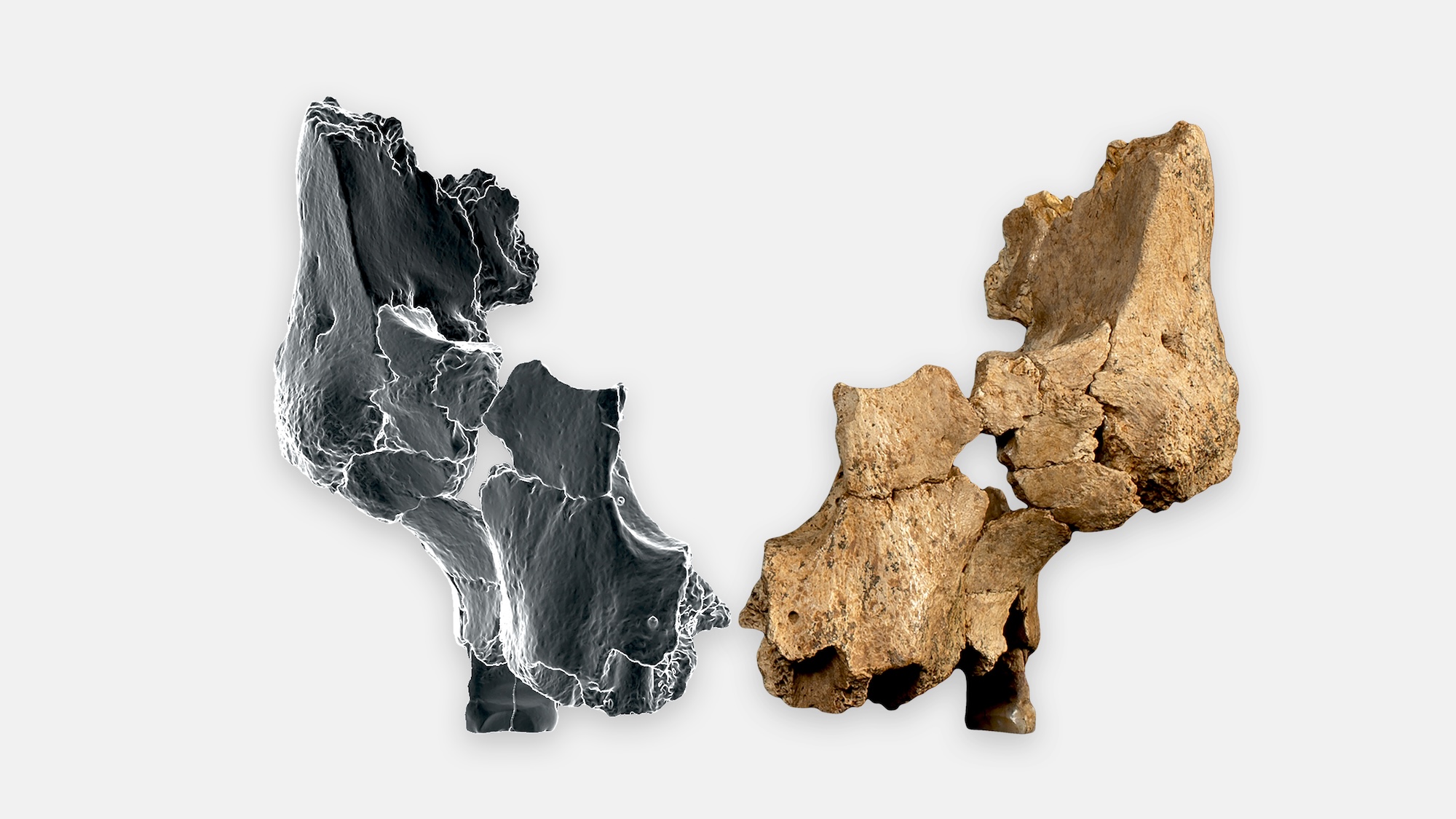 1.4-million-year-old bones deepen mystery of who reached Europe first