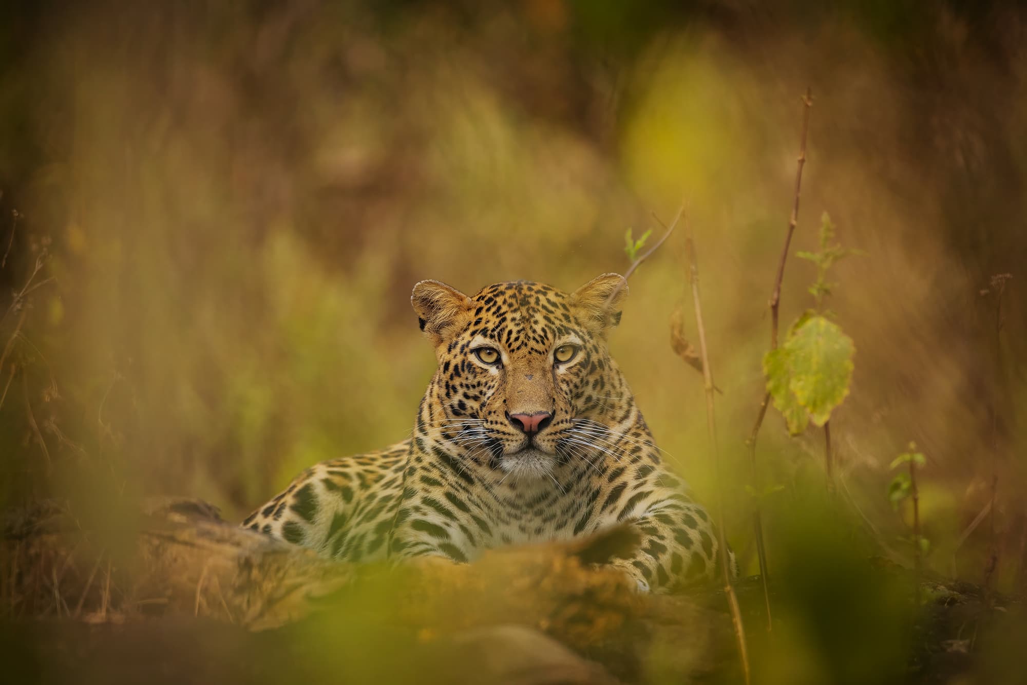 a leopard sits amongst the brush