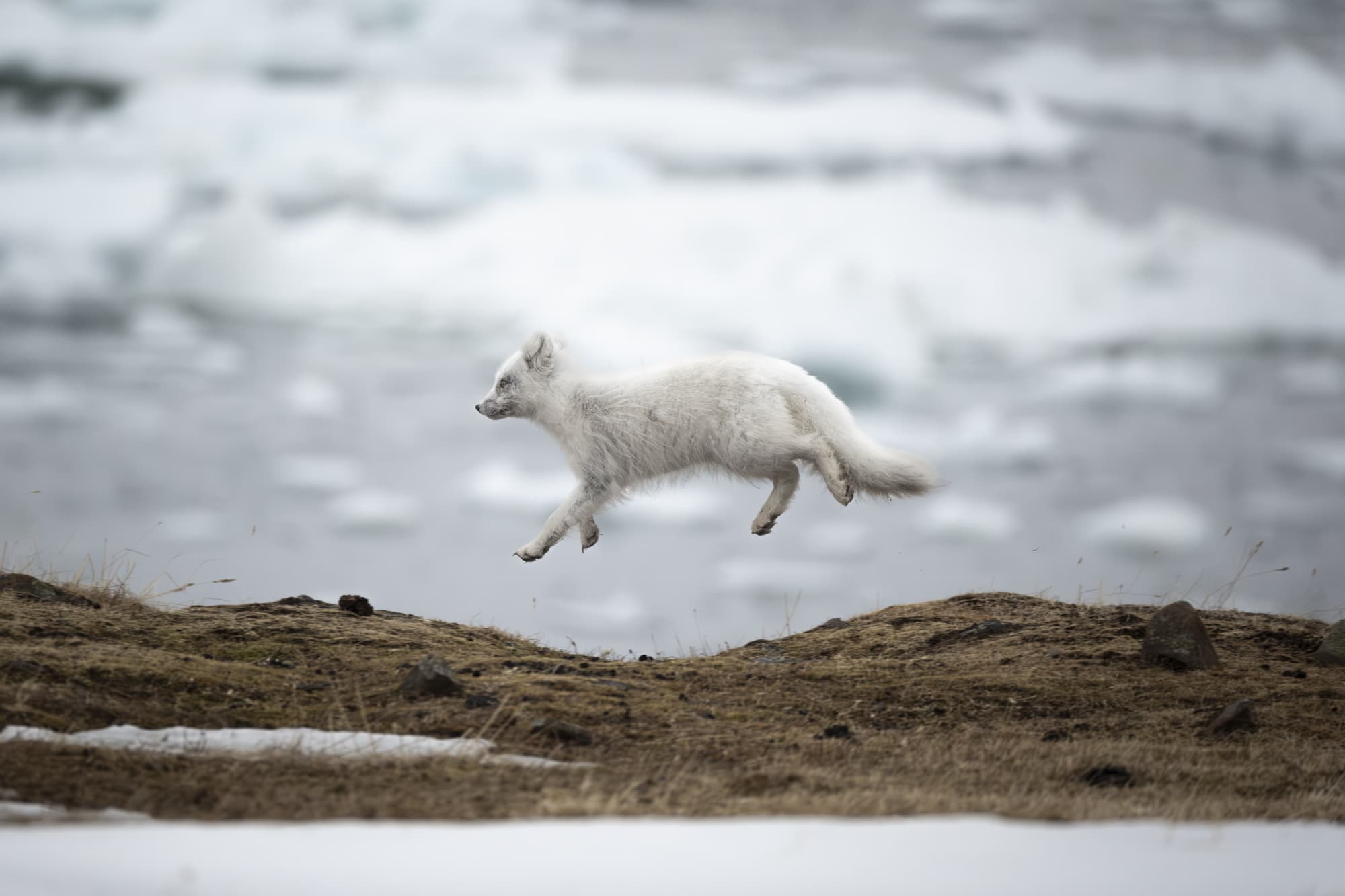 a white fox appears to float as it jumps