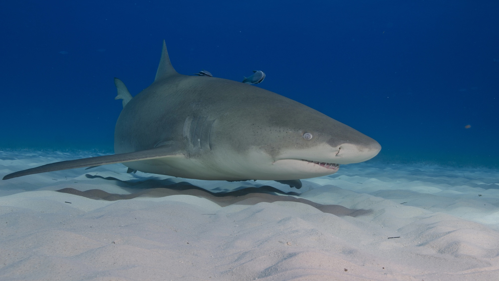 Natation de requin citron