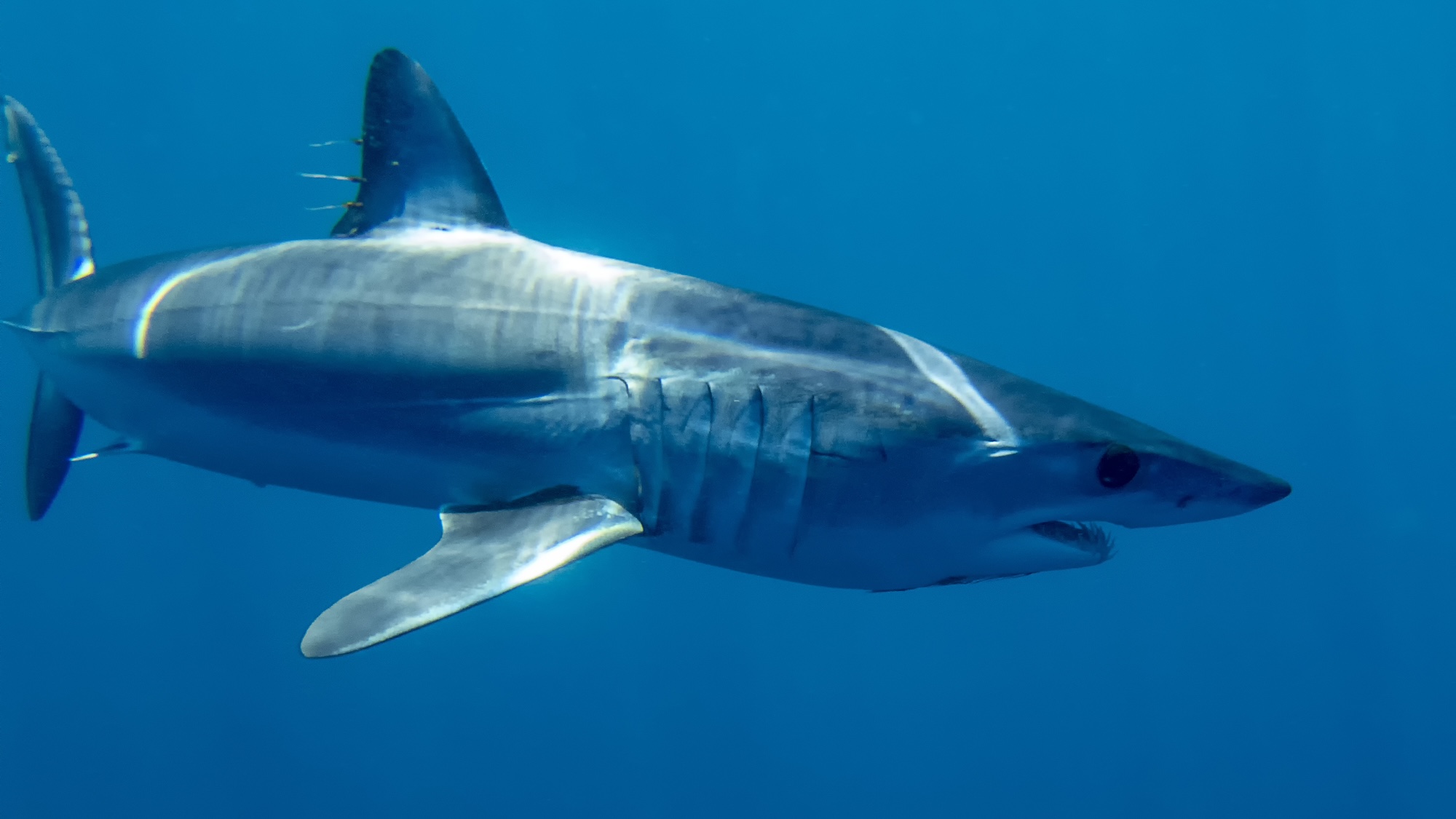 Mako shark