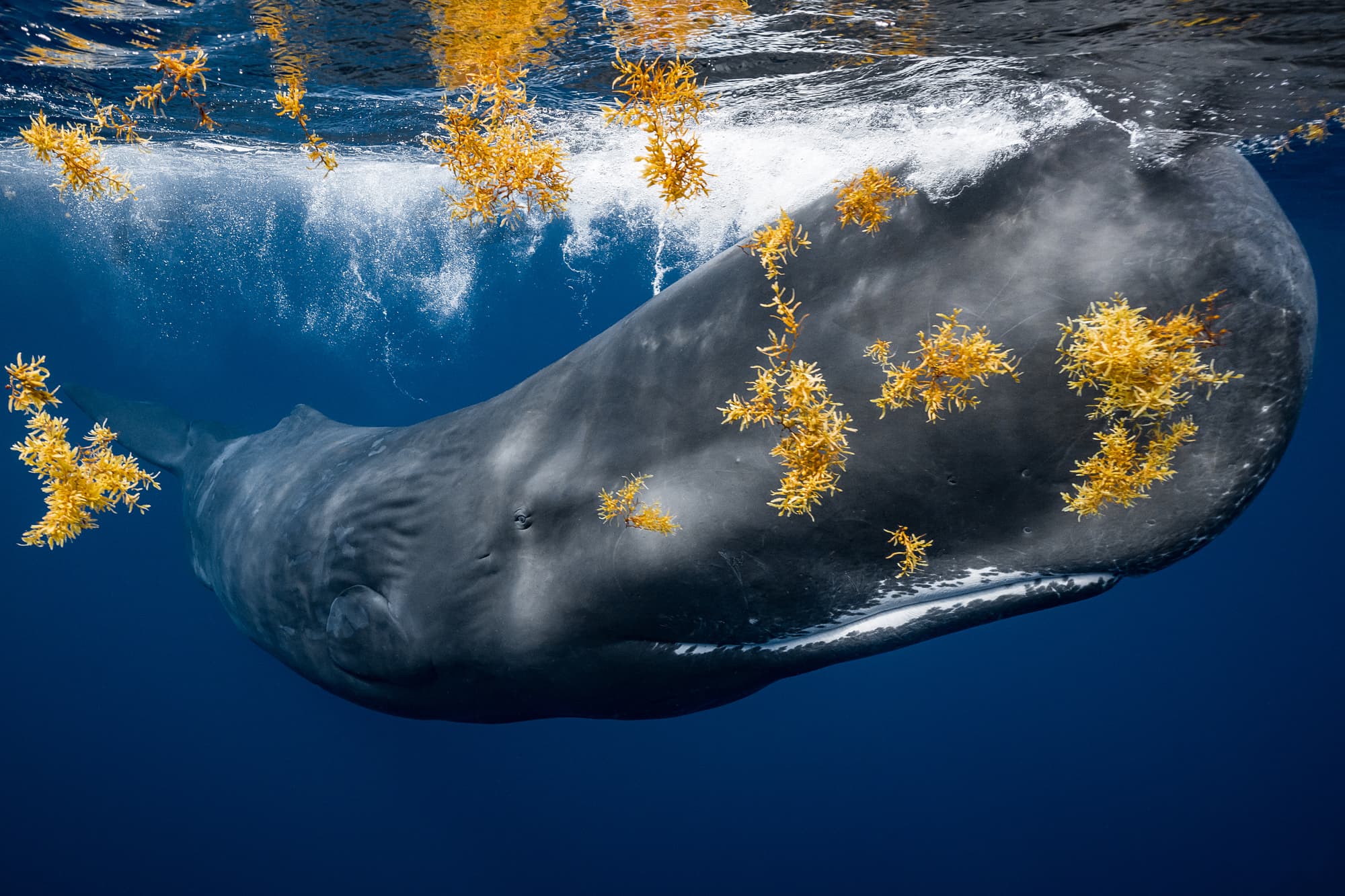 a whale swims amongst sea grass