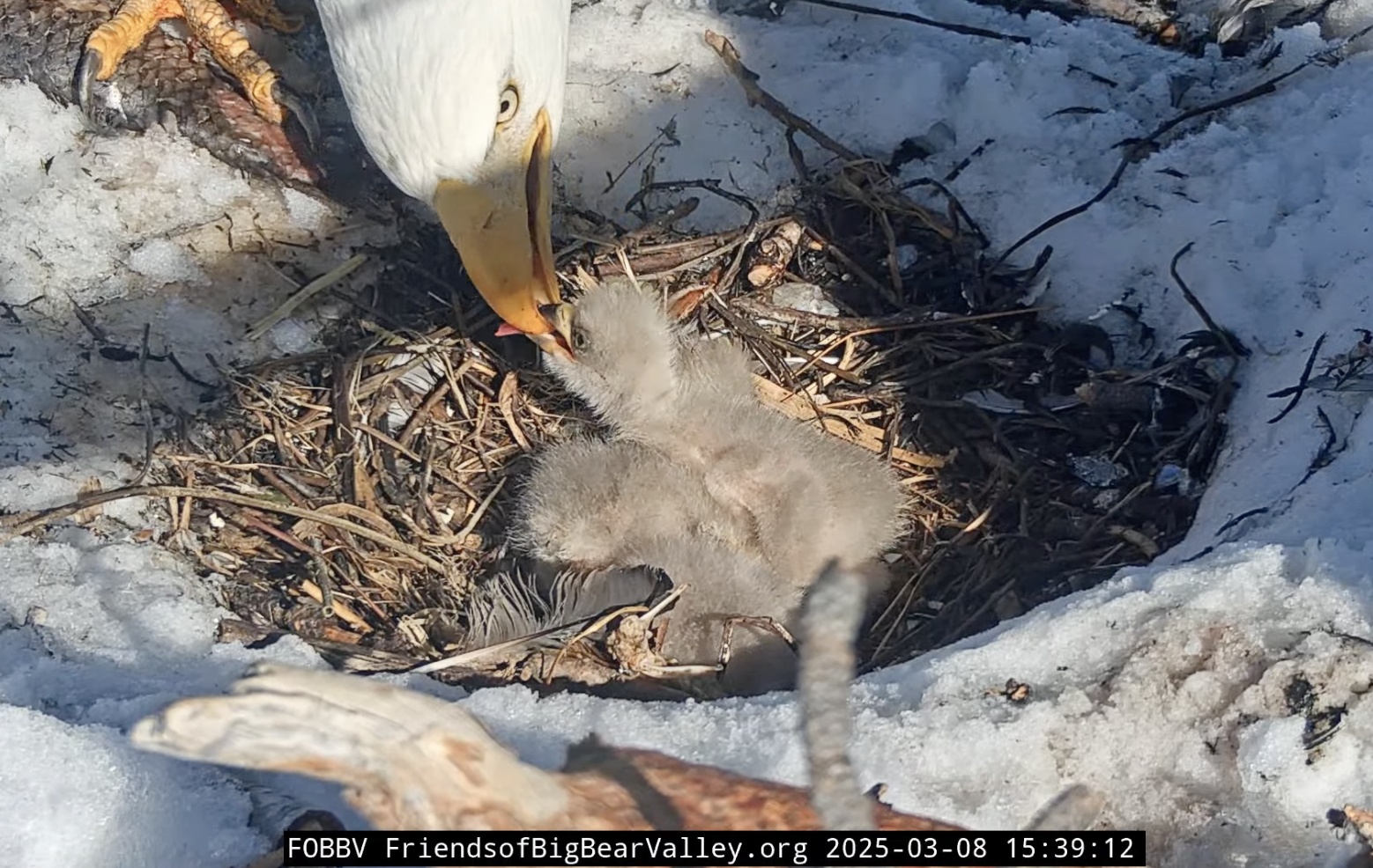 Jackie and Shadow’s third eaglet has landed