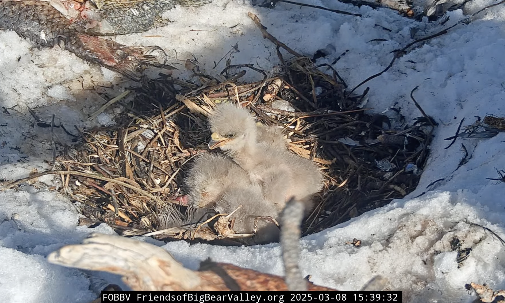 trois bébés aigles dans un nid