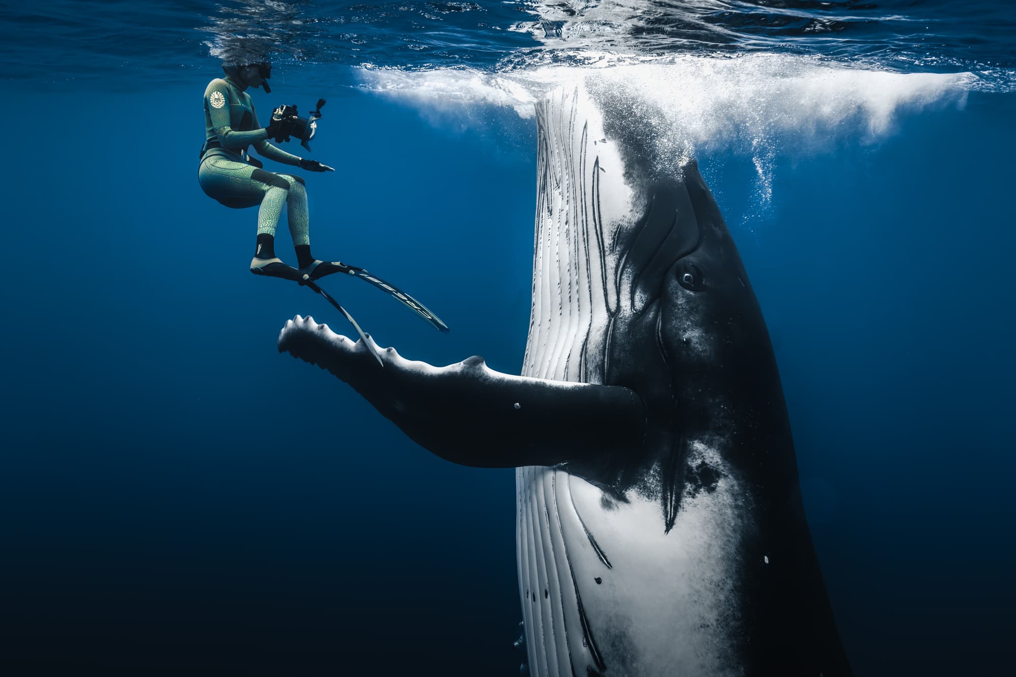 a large whale comes face to face with a diver holding a camera