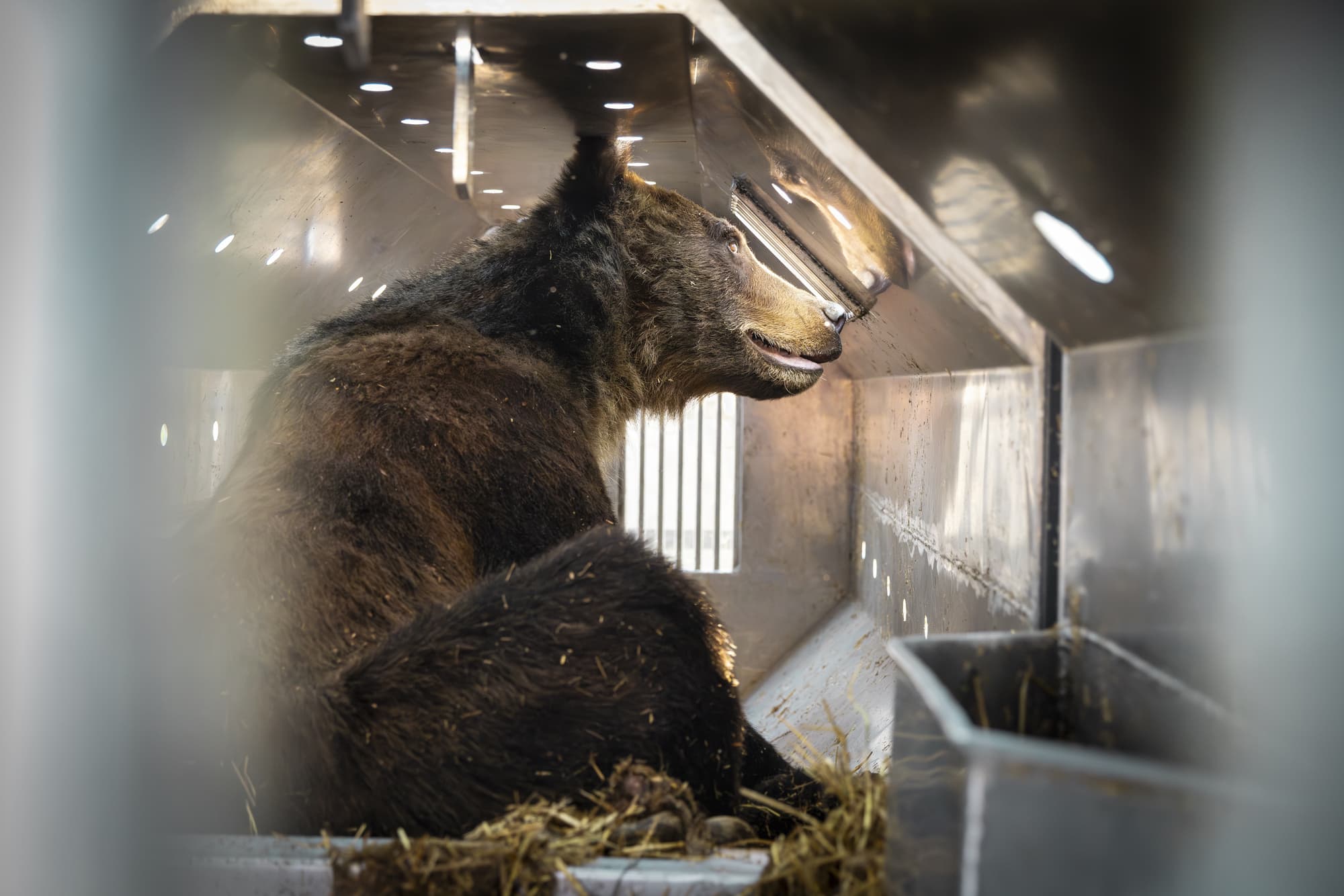 a bear sits in a metal cage