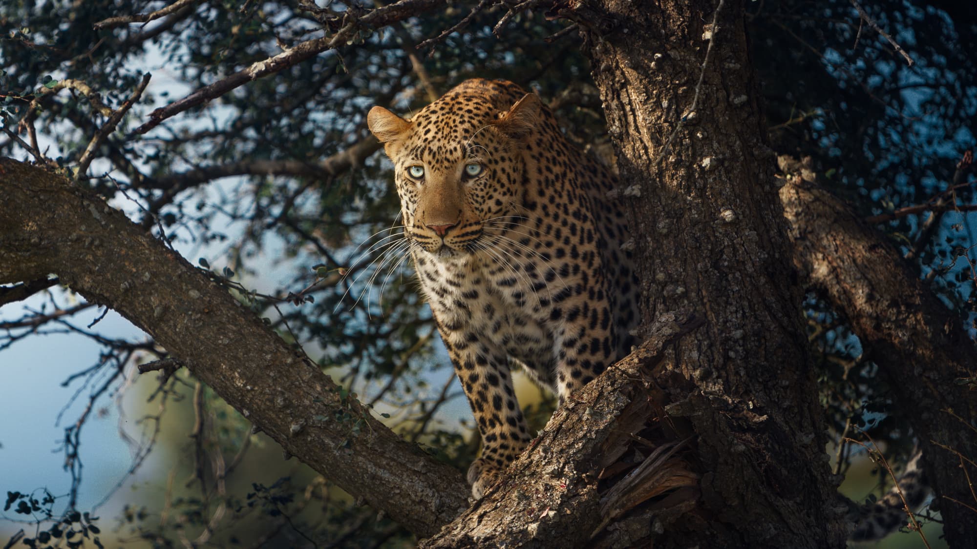 a leopard perched in a tree