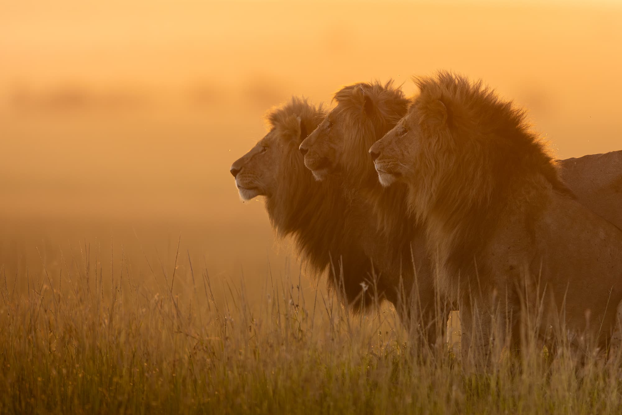 three lions at sunset