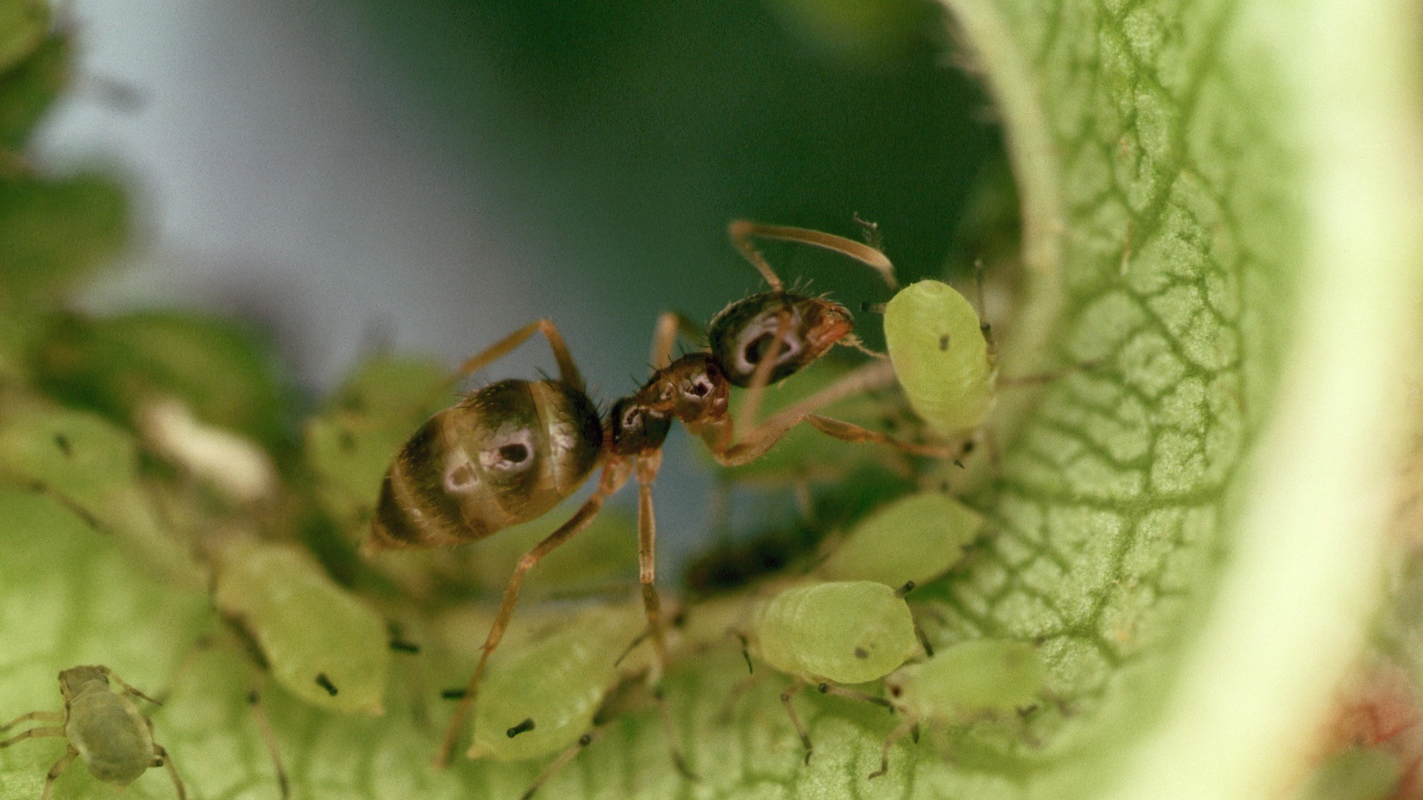 Vicious invasive ants form gigantic supercolonies