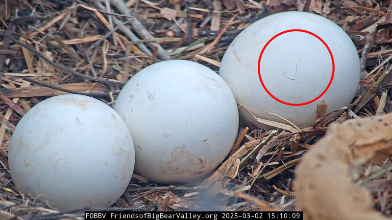 three eggs in a nest. the egg on the right has a pip, which is the first crack in a shell. the pip is circled in red