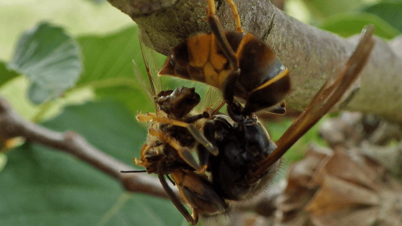 a large hornet dismembers a honey bee