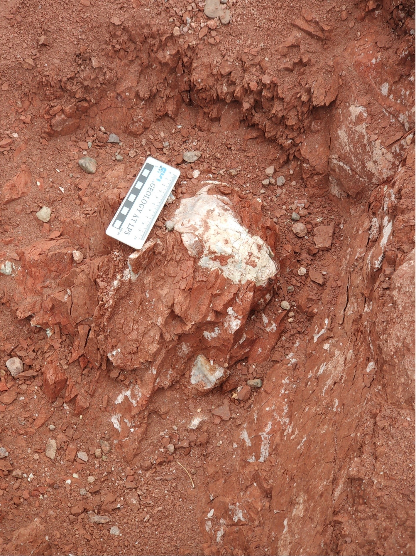 a tetrapod skeleton embedded in red rock